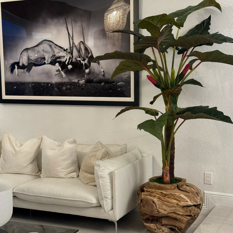 Large teak bowl with Alocasia plant